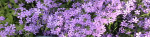 cooper young garden club