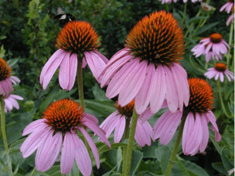 Native Plants vs Cultivars–does it matter?