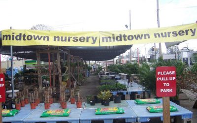 Midtown Nursery