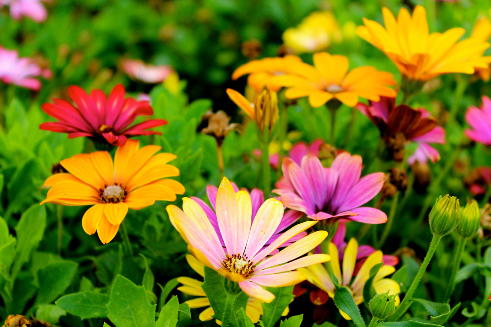 colorful flowers cooper-young