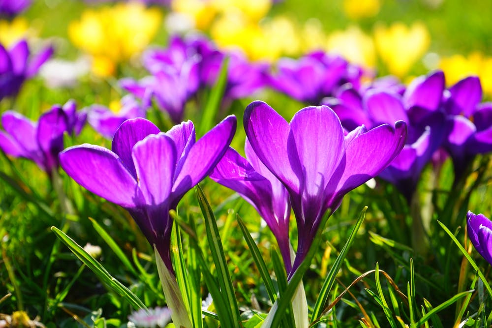 crocus flowers