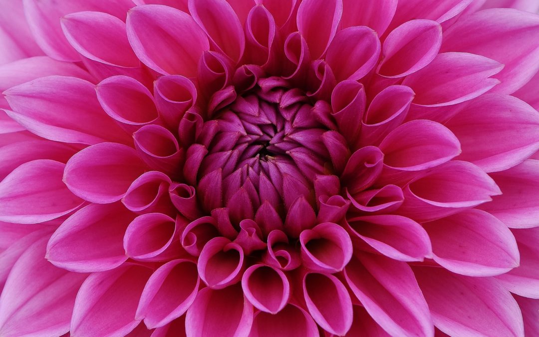 Dahlia photo