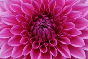 Dahlia photo