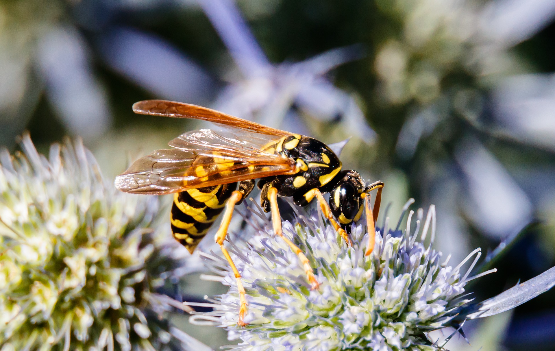 Wasp on flower