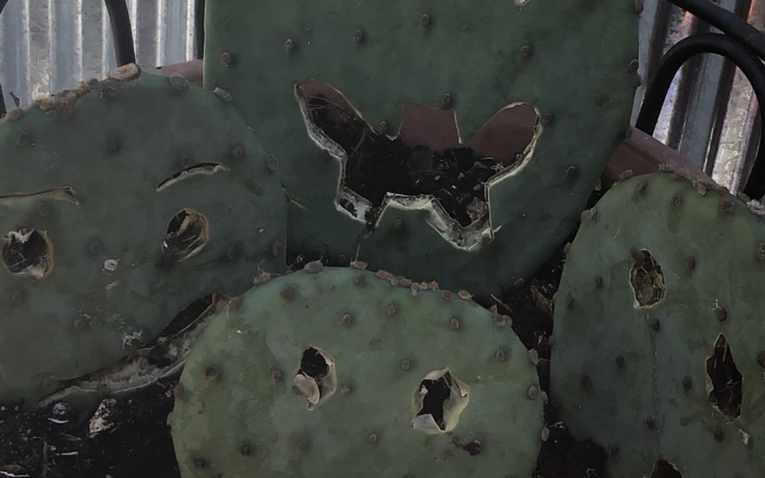 Prickly Pear Faces