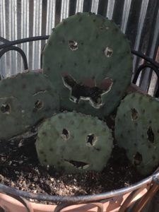 Prickly Pear Faces
