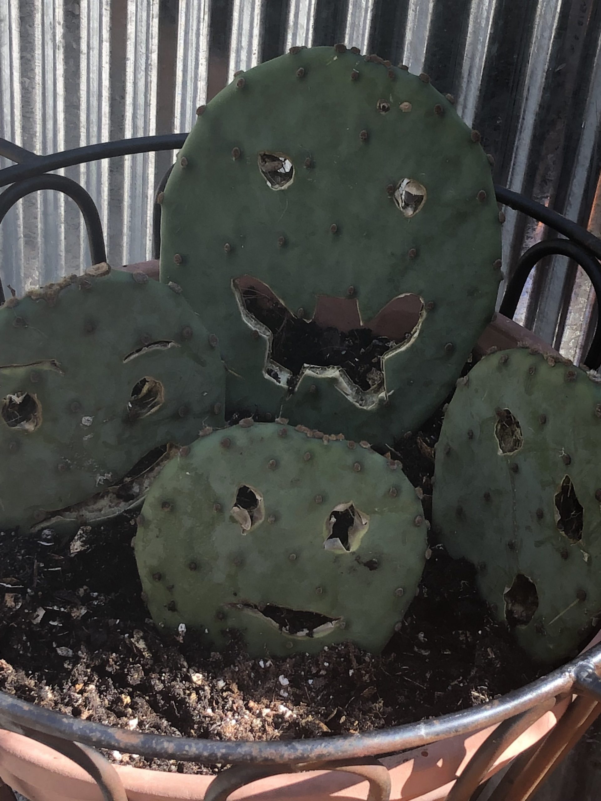 Prickly Pear Carvings