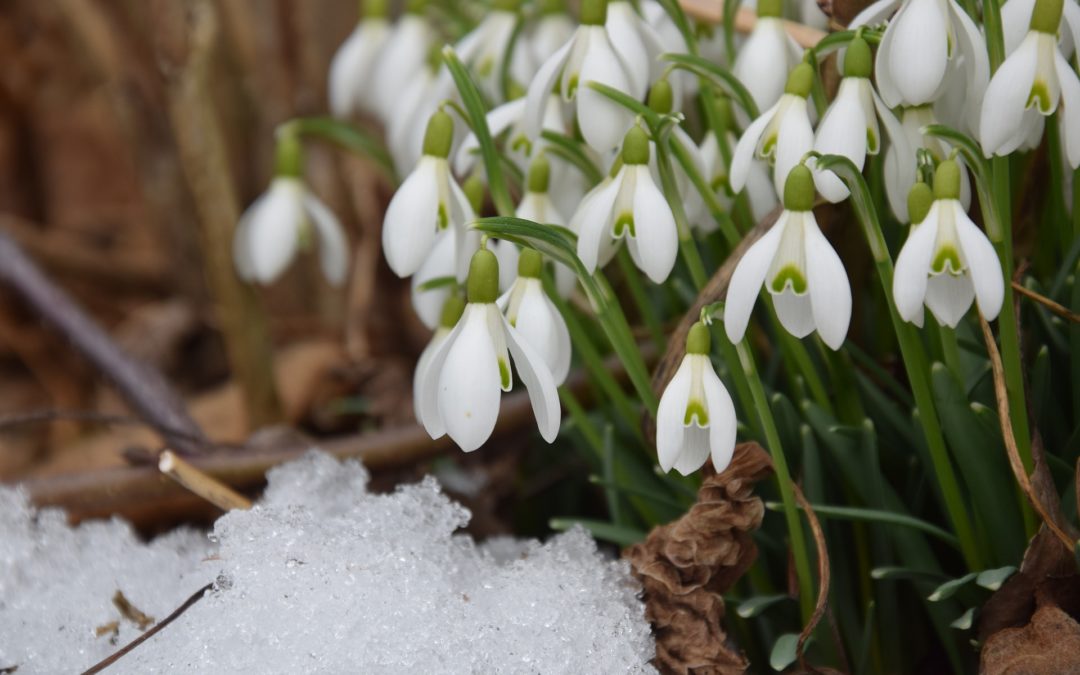 Bob’s Monthly Garden Checklist-February